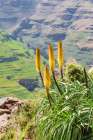 Ethiopia. Amhara. North Gondar. Red hot poker flowers in the Ethiopian highlands. Art Print